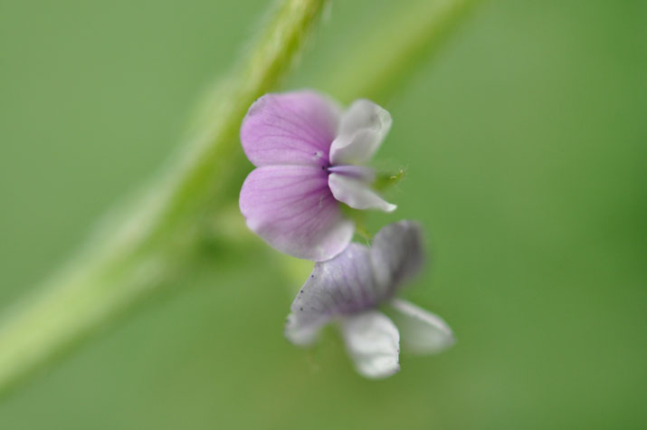 大豆の花