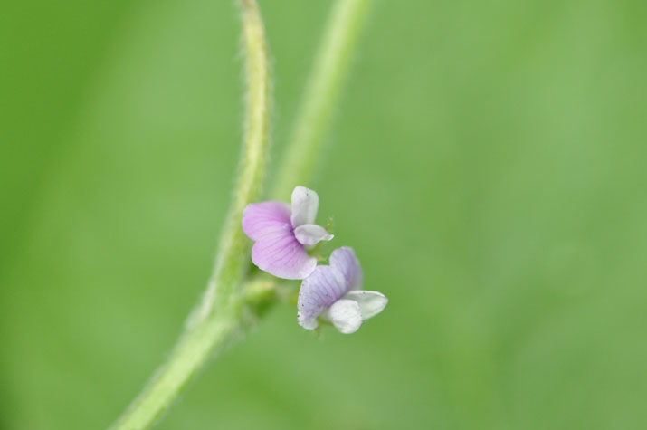 国産大豆の花