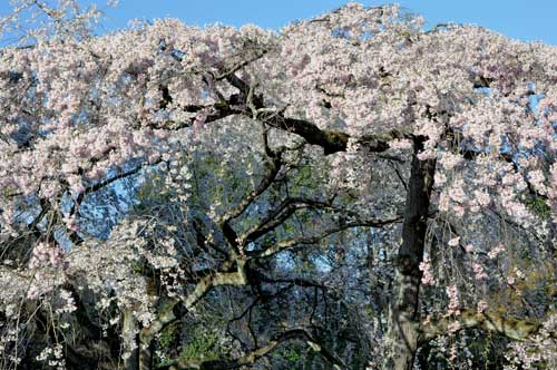 近衛屋敷の枝垂れ桜