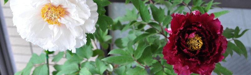 京都ゆば長店舗の季節の花（春の牡丹）
