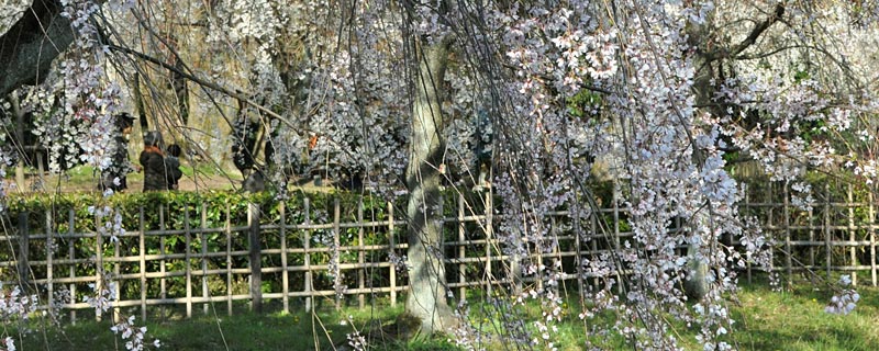 糸桜の春の京都御所（ゆば長近くの景色）