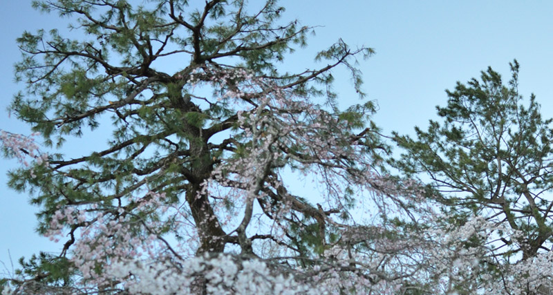 京都御所の春＿ゆば長近くの景色