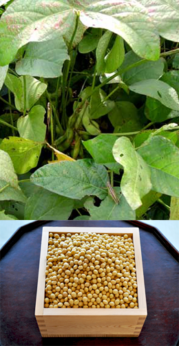 大豆栽培の圃場と国産大豆