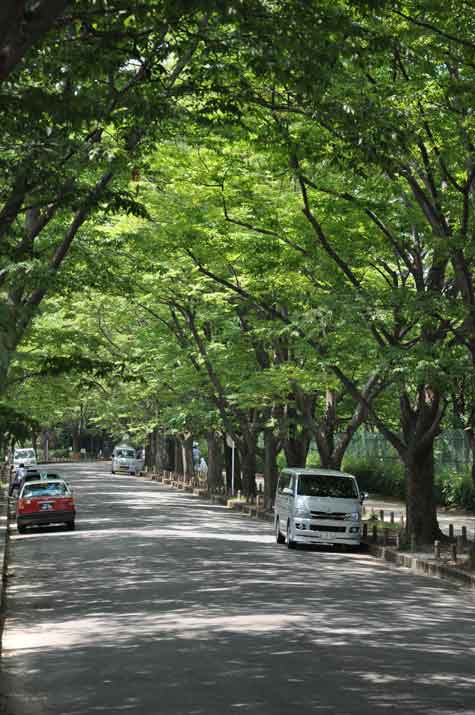 京都府立植物園前の欅並木