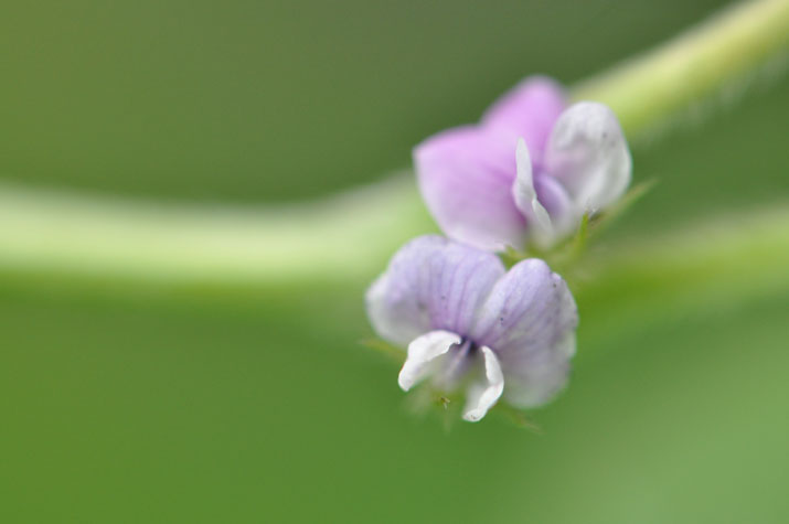 大豆の花（ゆば長で使う大豆の品種）