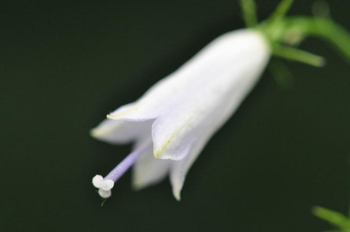 ツリガネニンジンの花