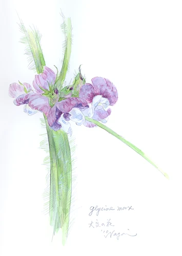 大豆の花（水彩画）