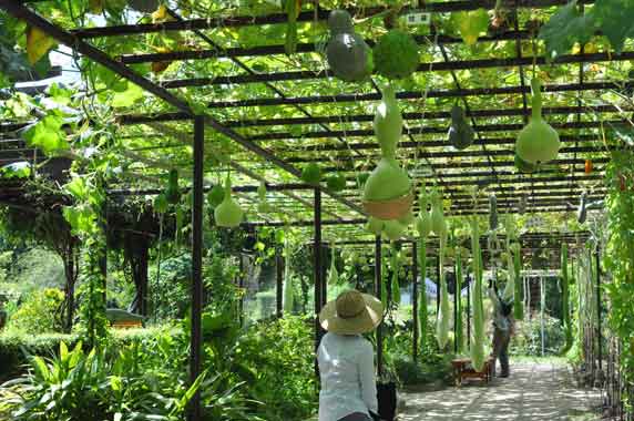 京都府立植物園 ～ 夏の午後 ゆば長つれづれ手帖