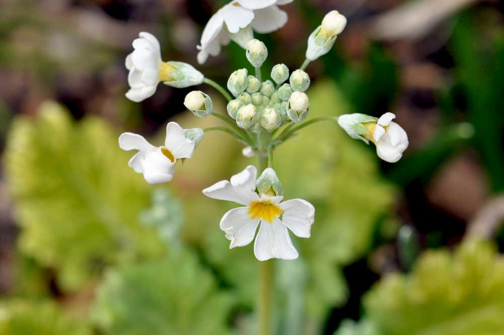 初春 草間の花たち ゆば長つれづれ手帖