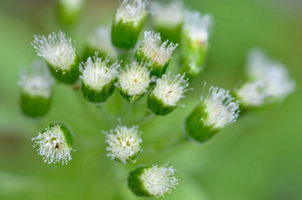 フキノトウの花