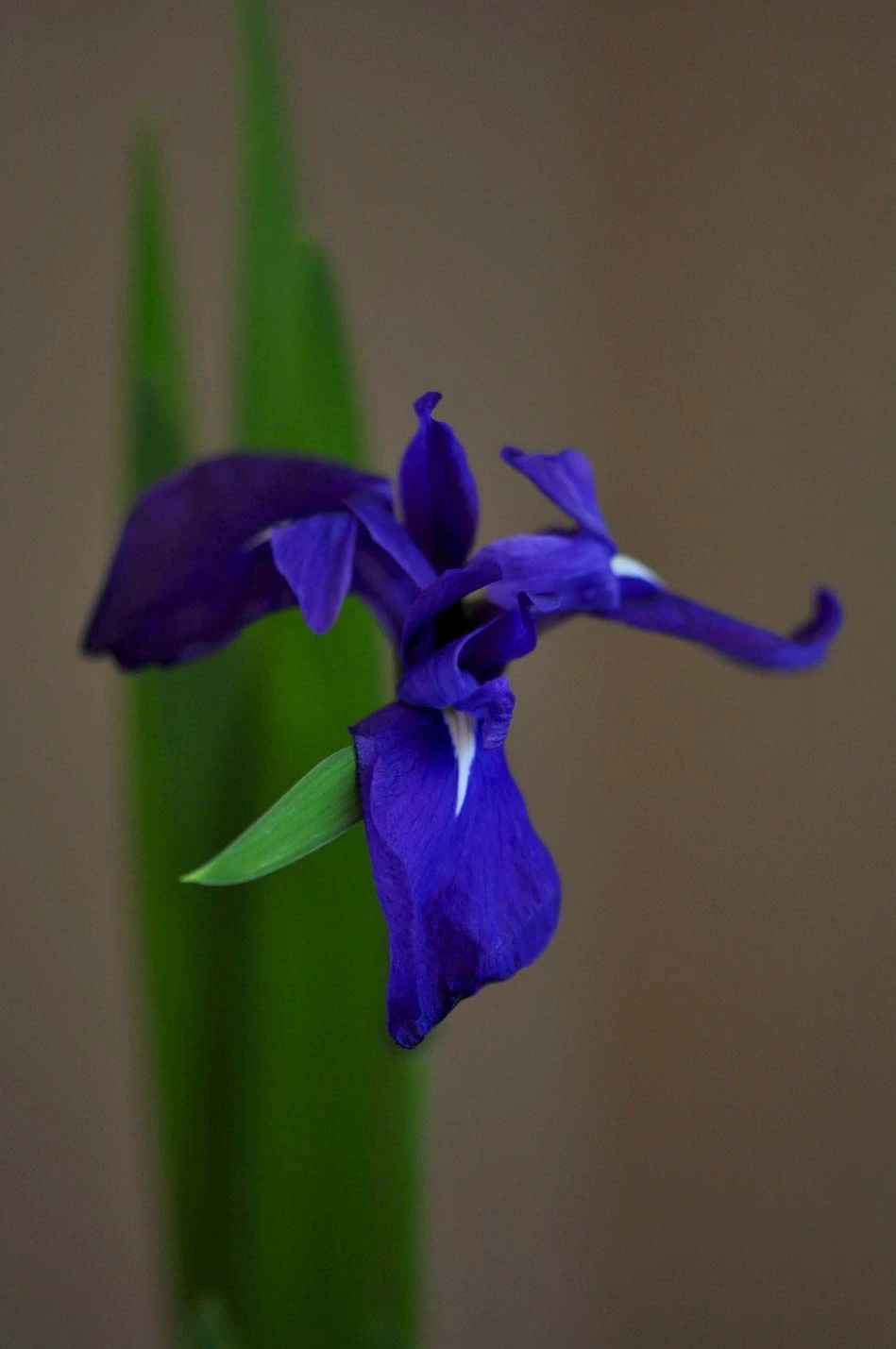 杜若の花