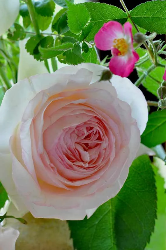 初夏の薔薇（ピエール・ドゥ・ロンサールとモーツァルト）