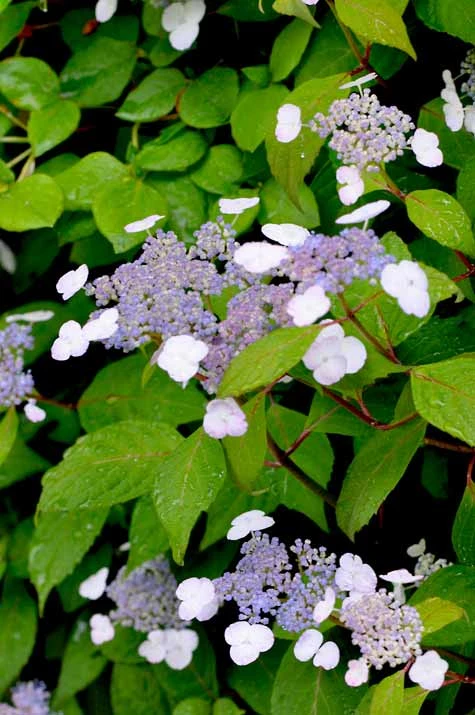甘茶の花＿１