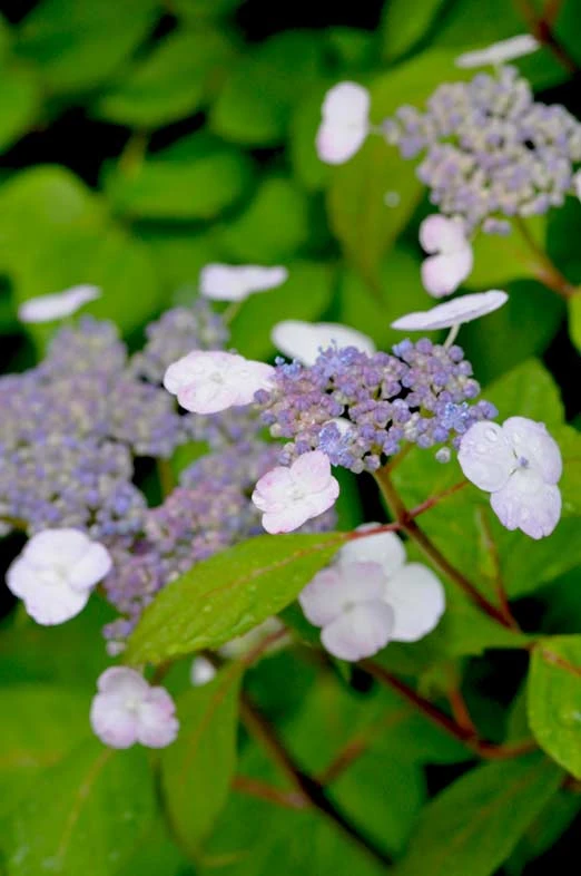 甘茶の花＿２