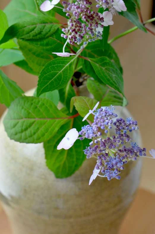 甘茶の花＿３