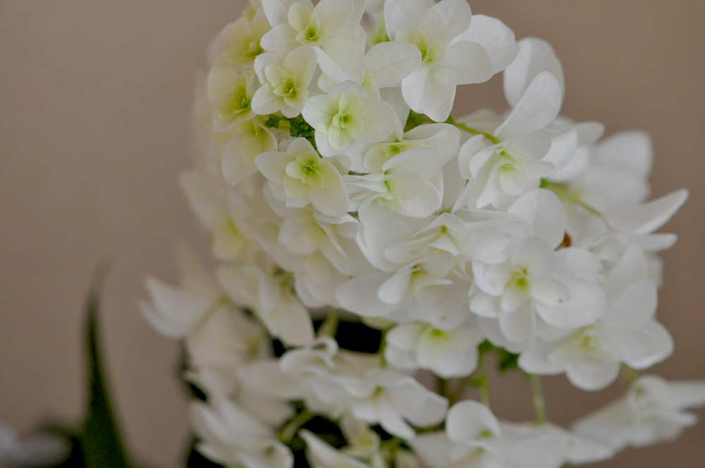 柏葉紫陽花 カシワバアジサイ の咲く頃 ゆば長つれづれ手帖