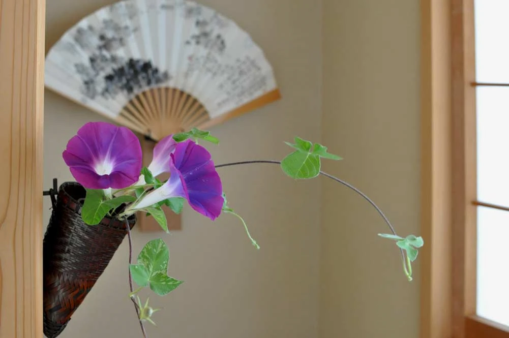 朝顔の花（夏の名残り）