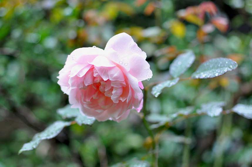 秋雨の朝のバラ
