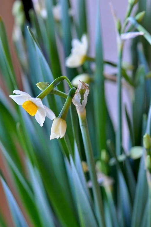 初春の水仙の花