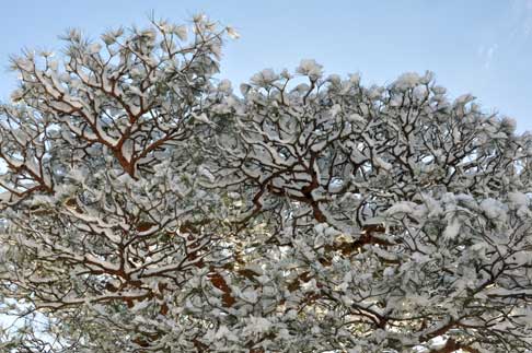 松が枝の雪
