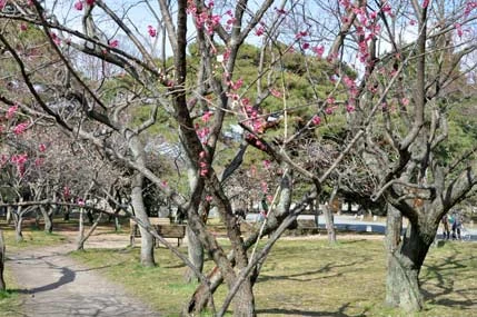 紫宸殿より南西（梅林）