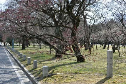 京都御所の梅林