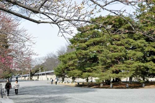 京都御所の春