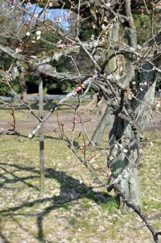 淡い紅梅（京都御所の梅）