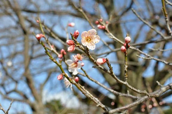 林和靖の梅（宋代の高士）