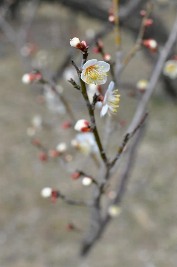 梅遠近南すべく北すべく（蕪村）
