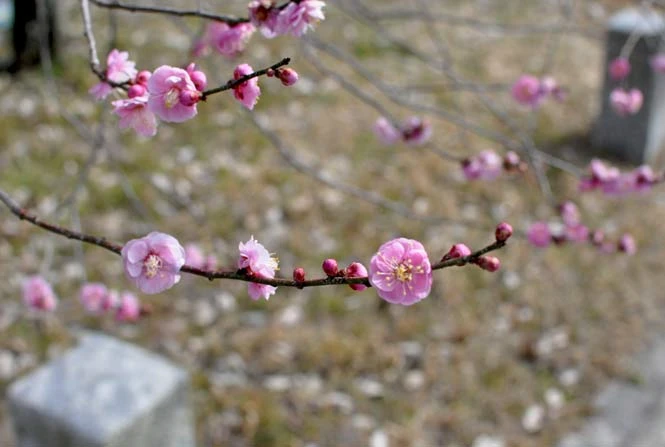 梅の遅速（南枝北枝）