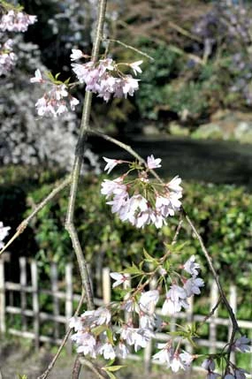 孝明天皇御製（糸桜の歌）