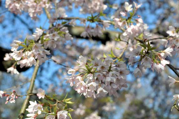 京都御所の桜と古今集