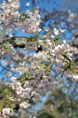 紀貫之（桜の歌）