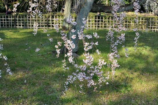 近衛邸の糸桜
