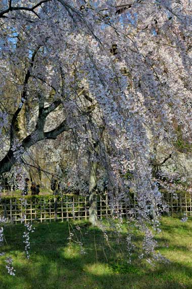 京都御所の桜と春の風