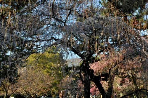 京都御所の公園