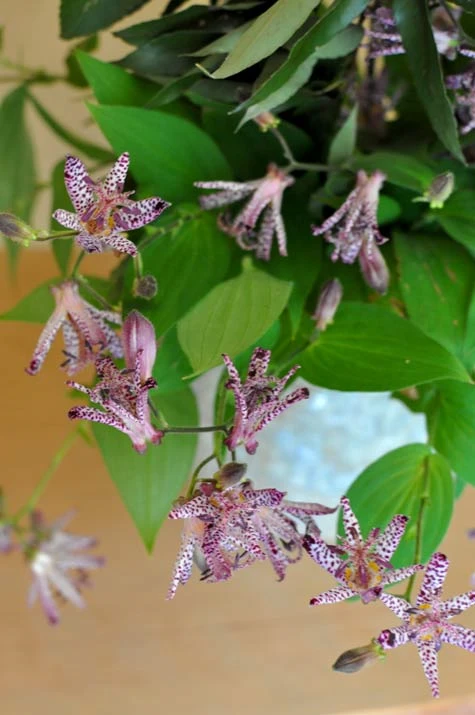 野路に輝く花ホトトギス（西村陽甫先生の花）