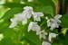 卯の花の匂う垣根に　♪