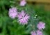 梅雨の雲間のナデシコの花