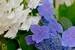 柏葉紫陽花 （カシワバアジサイ） の咲く頃