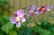 秋明菊の花の頃