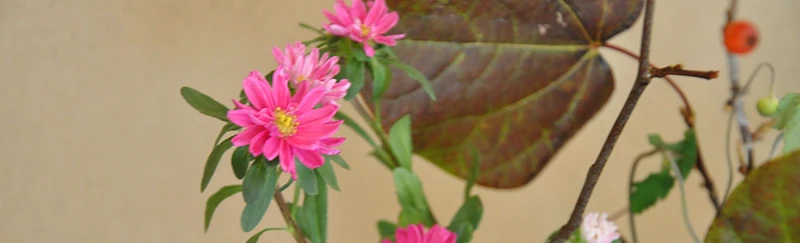 京都ゆば長店舗の季節の花（西村先生の秋の小菊と花々）