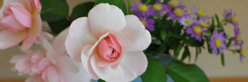 京都ゆば長店舗の季節の花（秋の薔薇と野路菊）