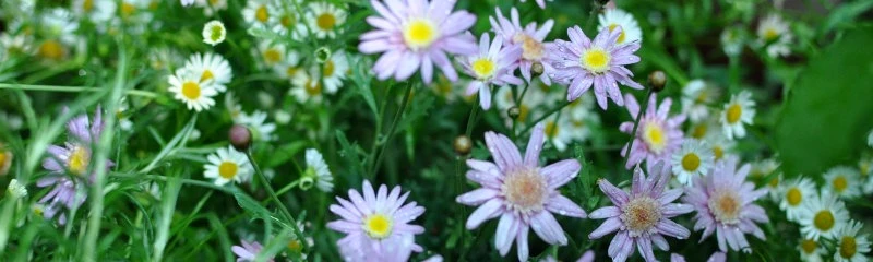 京都ゆば長店舗の季節の花(早春の小さな花々)