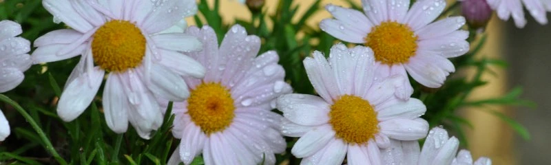 京都ゆば長店舗の季節の花（春のマーガレット）