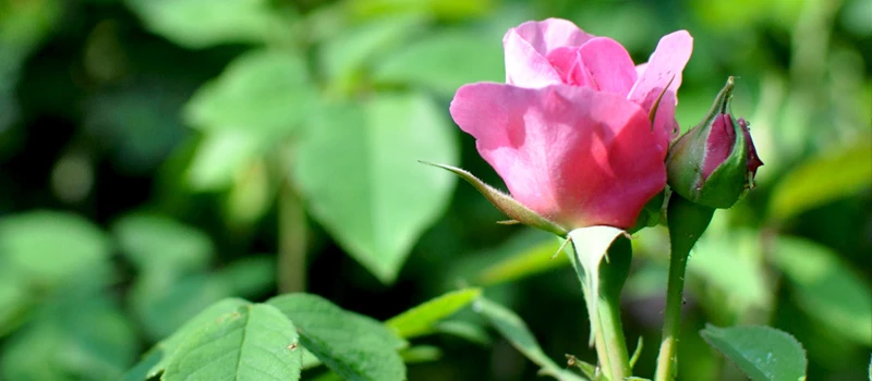 京都ゆば長店舗の季節の花（初夏の薔薇）