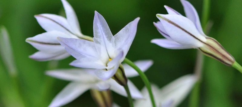 京都ゆば長店舗の季節の花(早春のハナニラの花)
