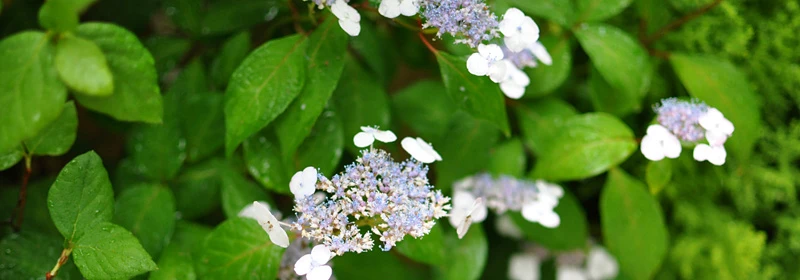 京都ゆば長店舗の季節の花(甘茶の花)