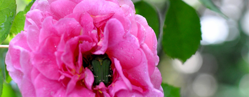 京都ゆば長店舗の季節の花(夏の薔薇とハナムグリ)